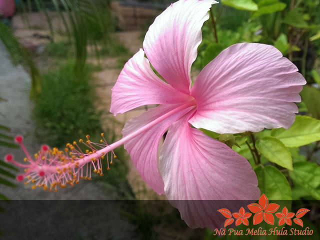 フラダンス初心者、ダンス未経験者の方